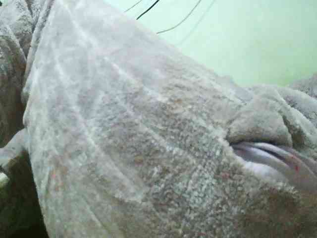 TriciaBella webcam