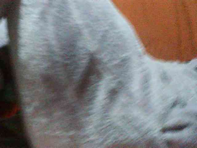 TriciaBella webcam