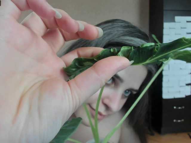 Roselina