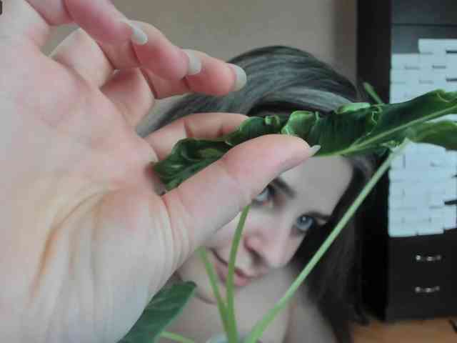 Roselina