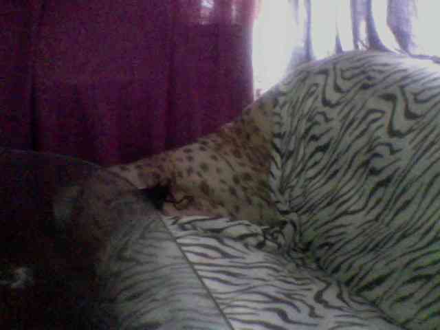 Pisya2354 webcam