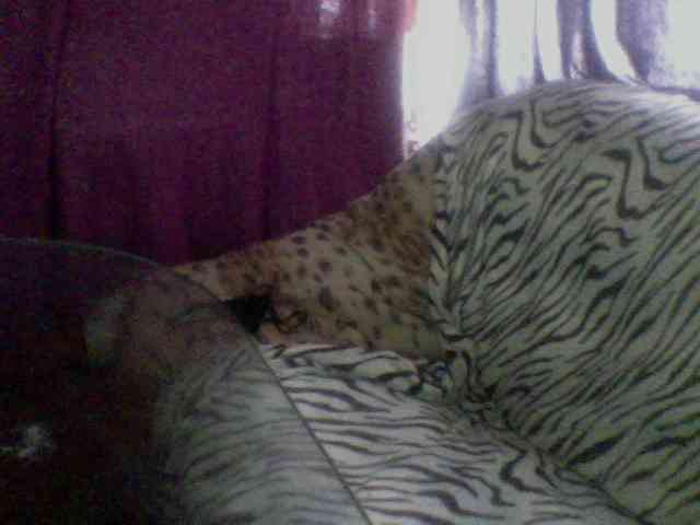 Pisya2354 webcam