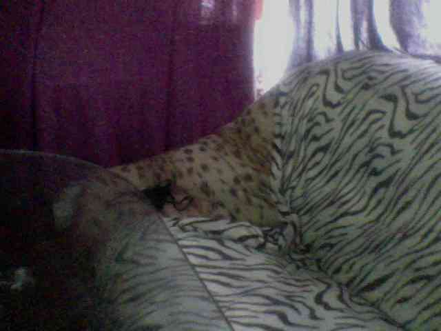 Pisya2354 webcam