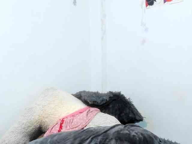 sweetavi webcam