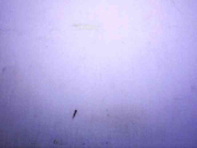 silviaLaBombe