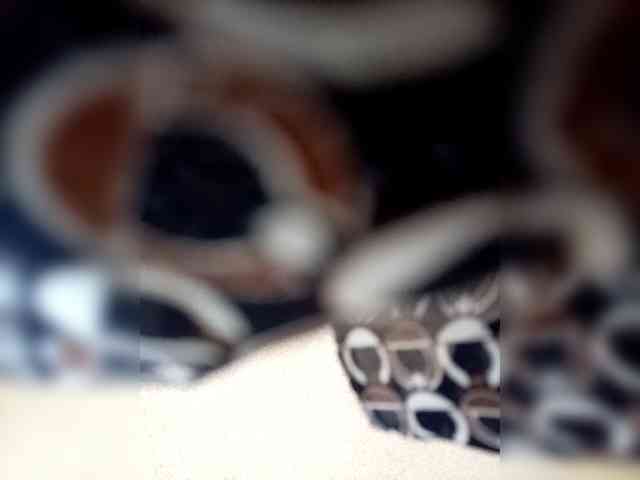 Molii-Molii35 webcam