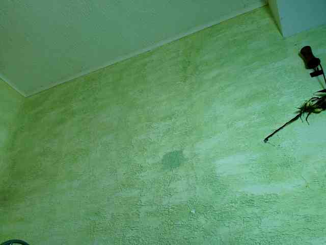 Fairy_Light webcam