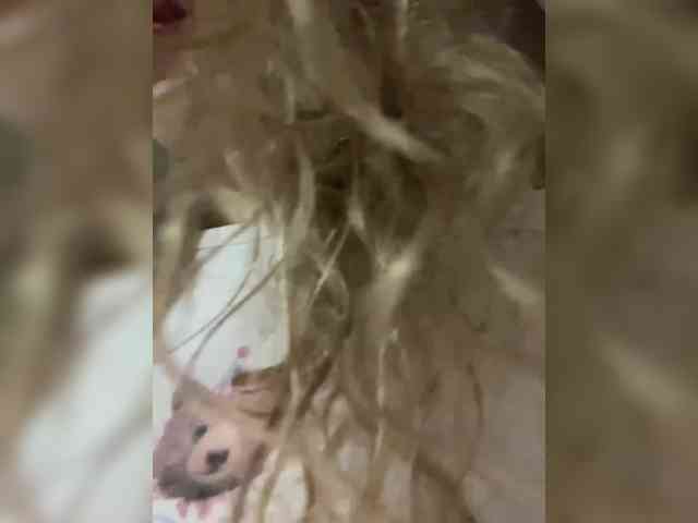 Chikipikin's webcam live show
