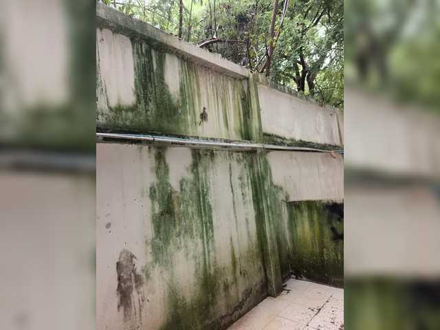 Pararam
