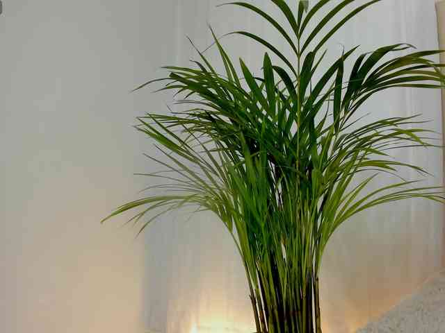 sarah-temptation webcam