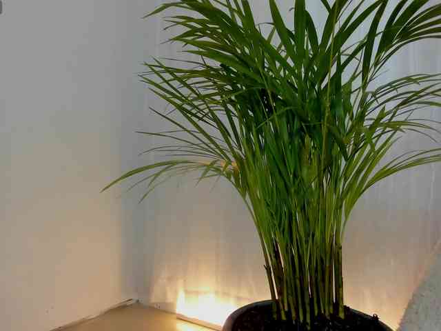 sarah-temptation webcam