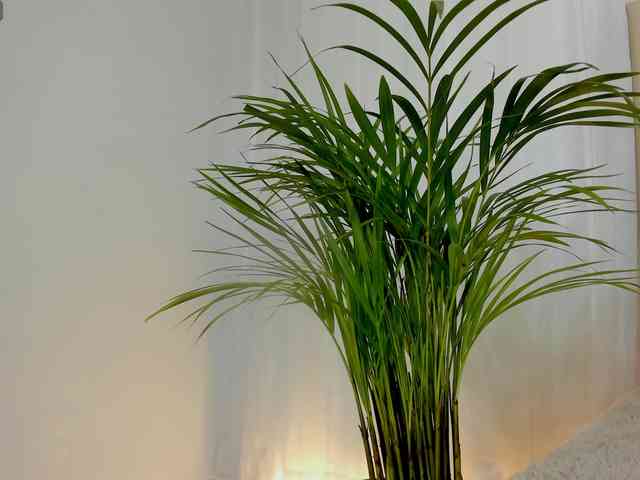 sarah-temptation webcam