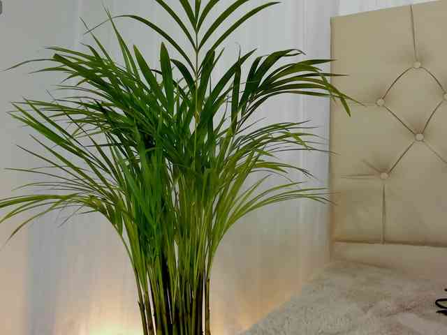 sarah-temptation webcam