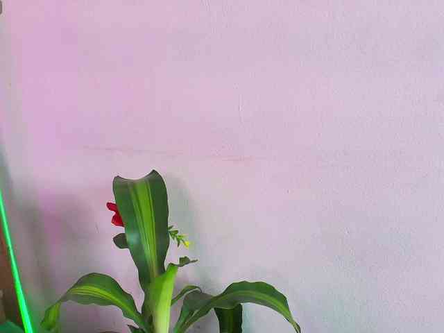 EllenaBoobs webcam
