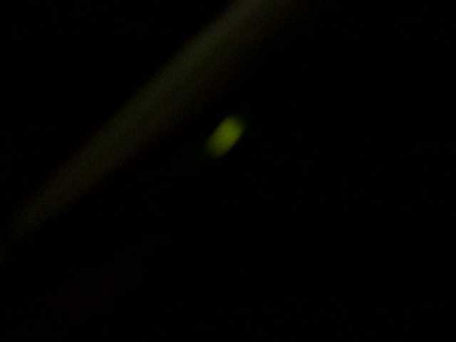 Preview of bunnygreen