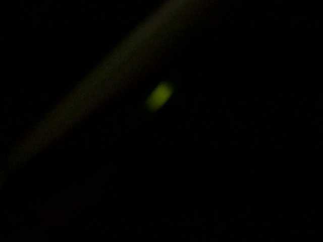 Preview of bunnygreen