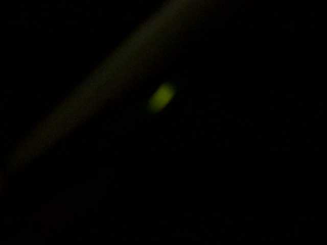 Preview of bunnygreen