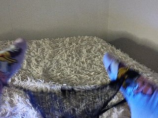 Piff_Pawlady