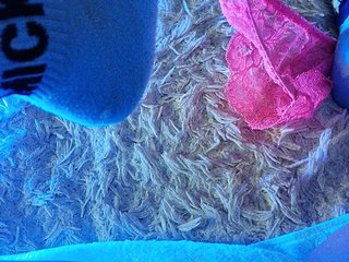 Piff_Pawlady Porn Show