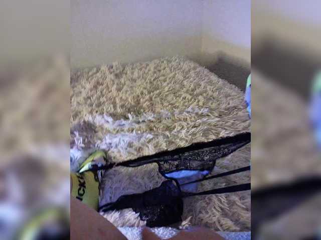 amazingtits-5D's BongaCams show and profile