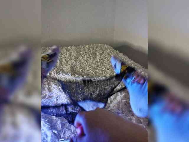 Piff_Pawlady webcam