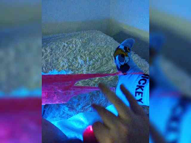 Piff_Pawlady webcam