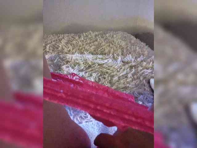 Piff_Pawlady webcam