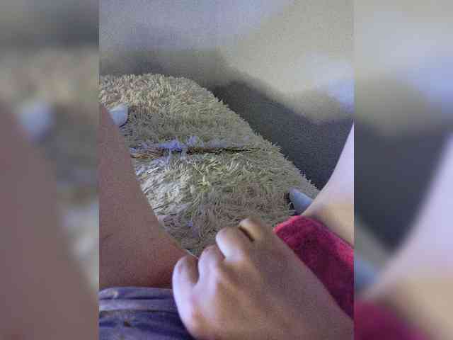 Piff_Pawlady webcam