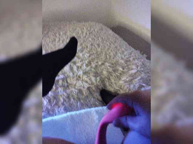 Piff_Pawlady webcam
