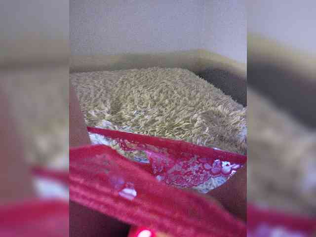 Piff_Pawlady webcam