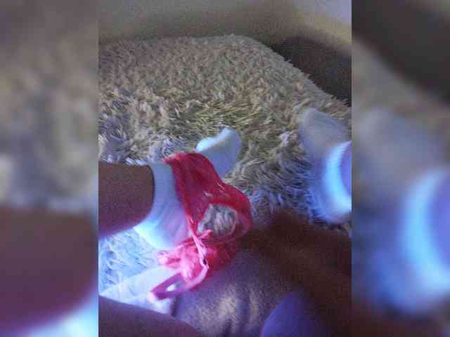 Piff_Pawlady webcam