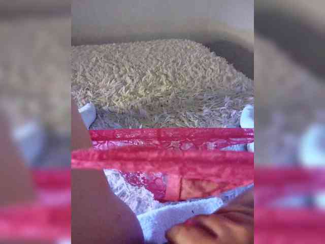 Piff_Pawlady webcam