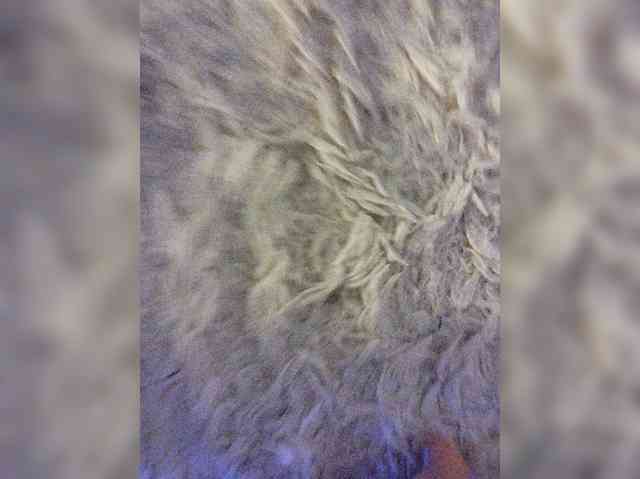Piff_Pawlady webcam