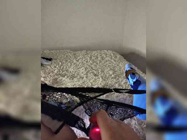 Piff_Pawlady webcam