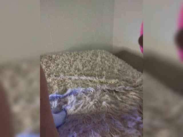 Piff_Pawlady webcam