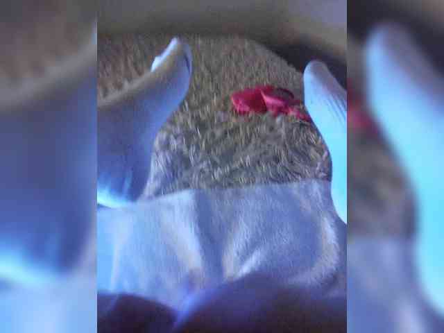 Piff_Pawlady webcam