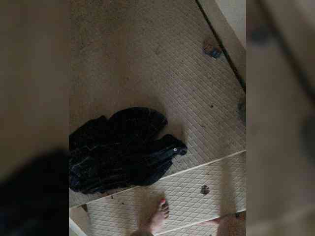 Meow2609