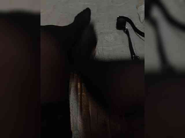 SweetPiggy webcam
