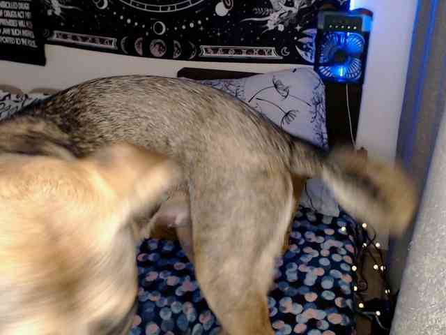 RacyRoby webcam