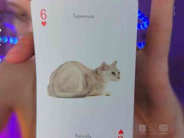 Armura webcam