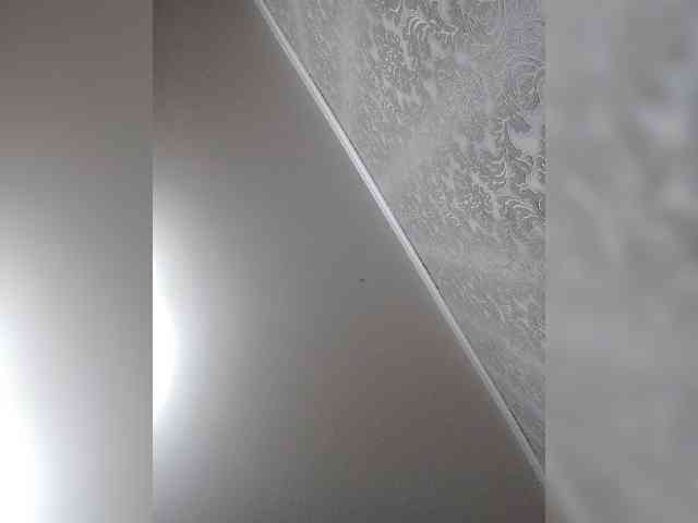MILEEDI webcam