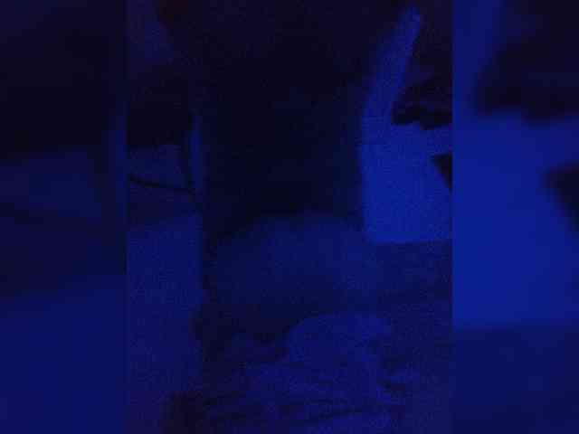Kaifyli34 webcam