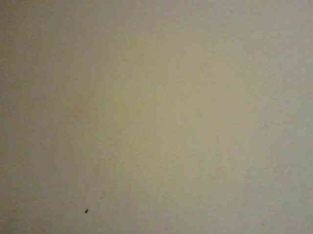 NewBird webcam