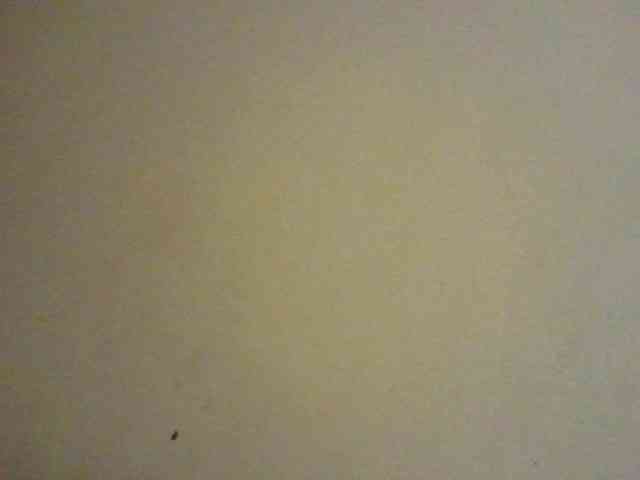 NewBird webcam