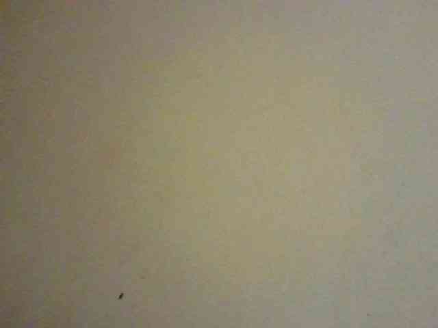 NewBird webcam