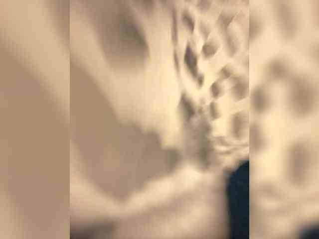 wild__cat webcam