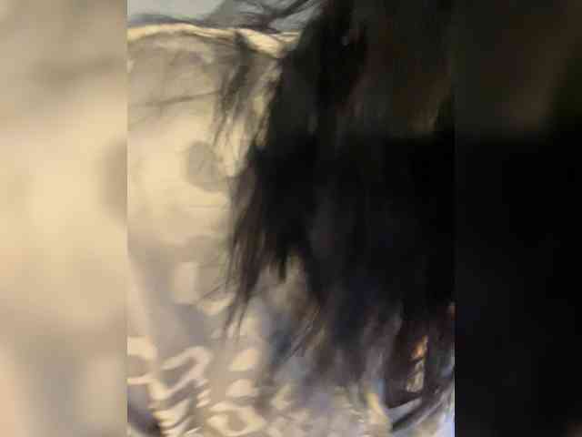 wild__cat webcam