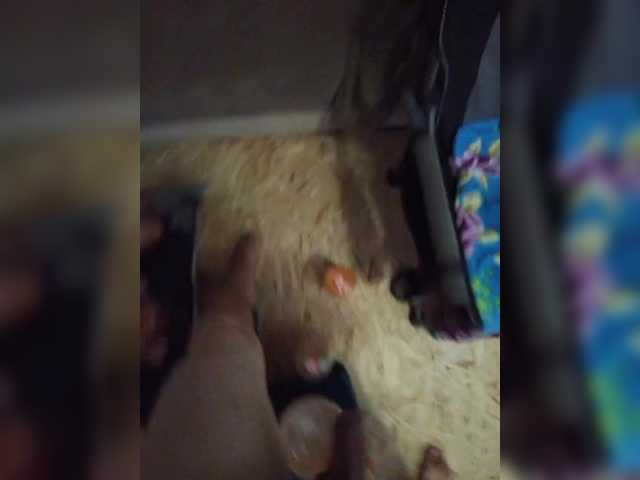 Zimela live webcam show