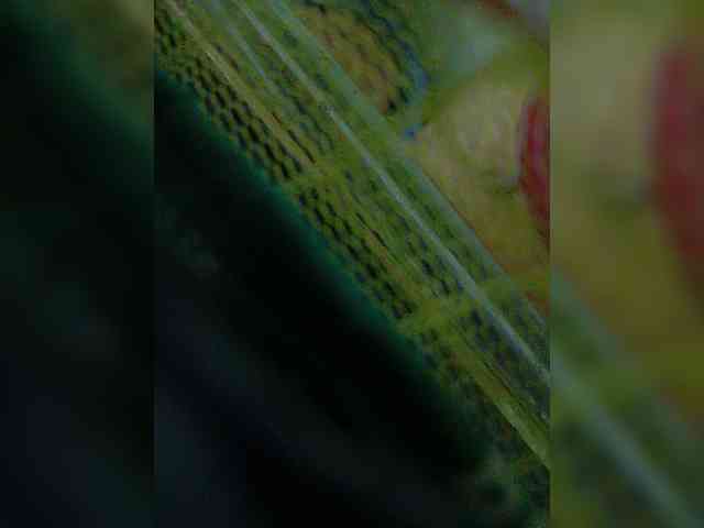 YourAadhya