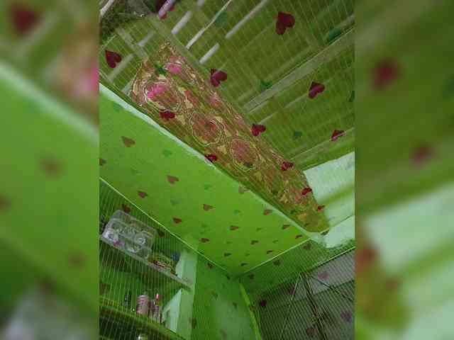 AadhyaLove webcam